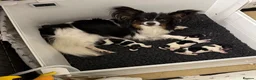 Papillon dogs for sale: Stunning, KC registered Papillon Puppies - Advert 22