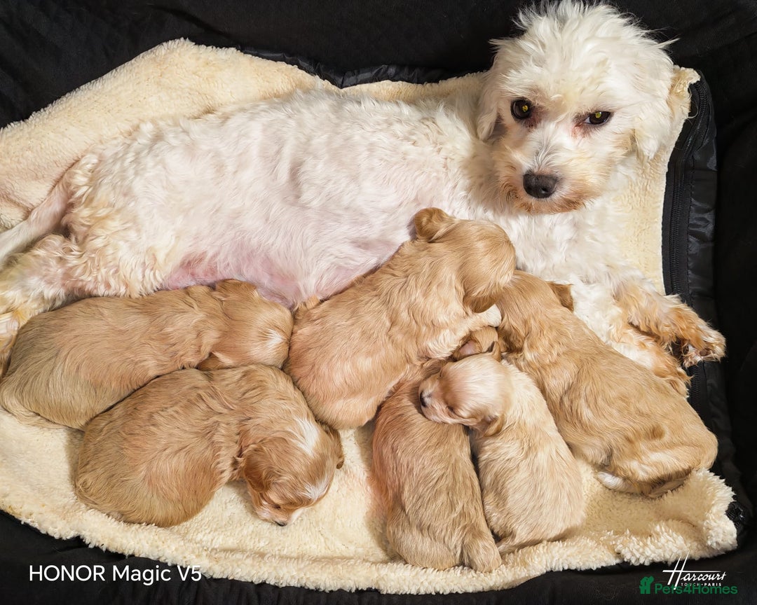 Maltipoo dogs for sale: Miniature Maltipoo Ready to leave soon - Advert 1