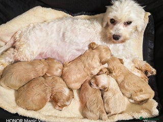 Maltipoo dogs Miniature Maltipoo Ready to leave soon - Advert 1