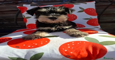 Miniature Schnauzer dogs - Advert 16