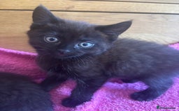 Mixed Breed cats for sale: Ready!!!! Mixed British shorthair kittens - Image 14