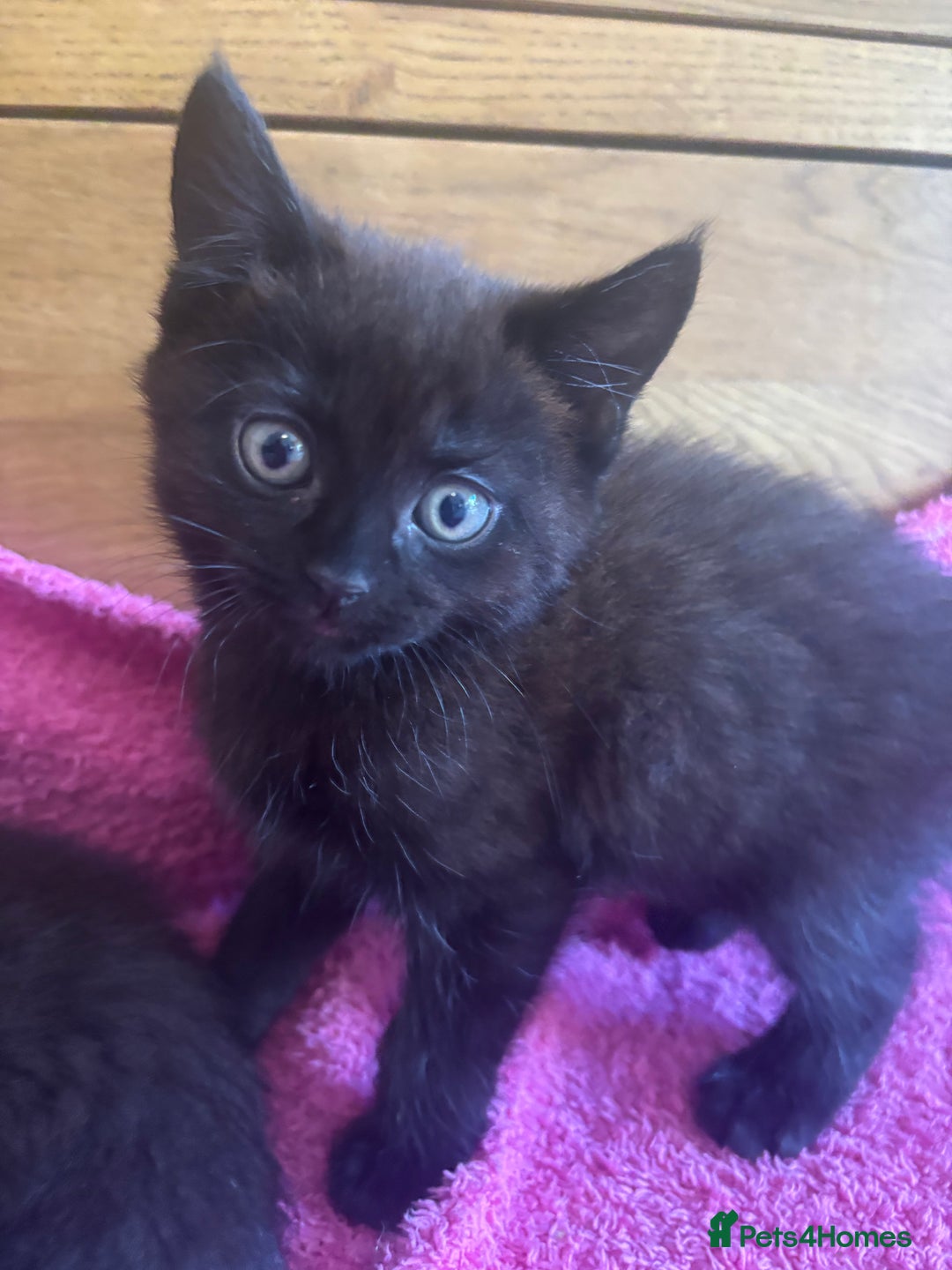 Mixed Breed cats for sale: Ready!!!! Mixed British shorthair kittens - Image 14
