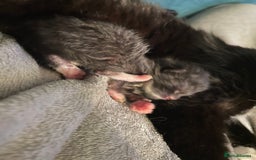 Mixed Breed cats for sale: Mixed breed including Siamese tuxedo girl - Image 3