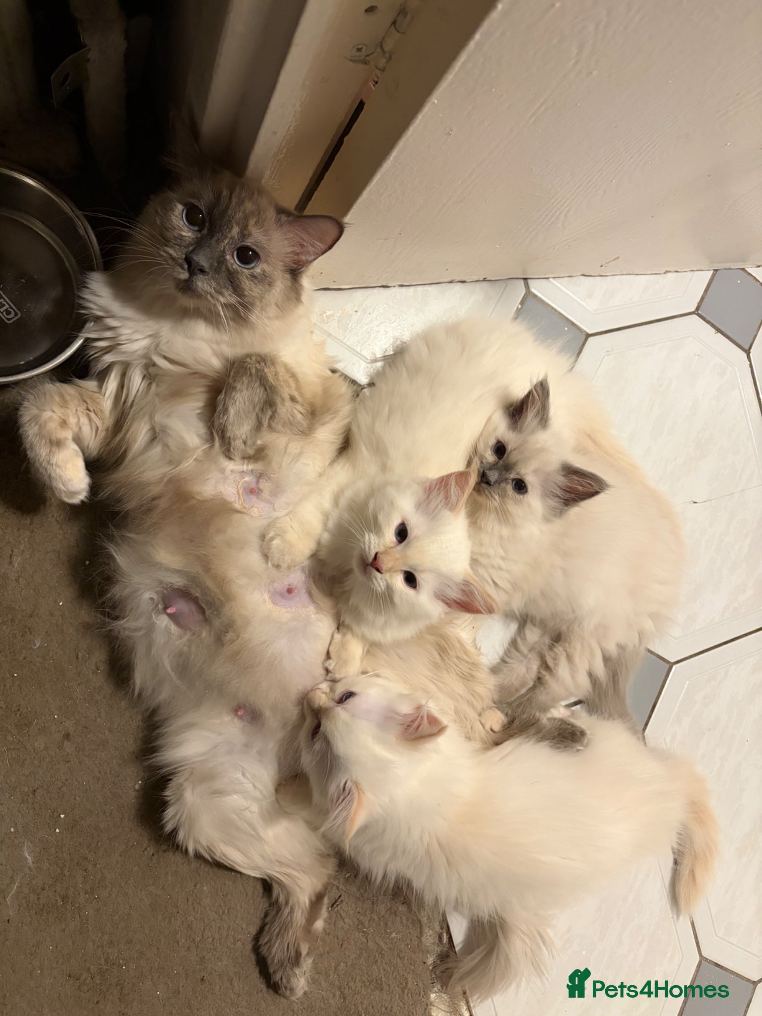 Ragdoll cats Rag doll kittens for sale  - Advert 1