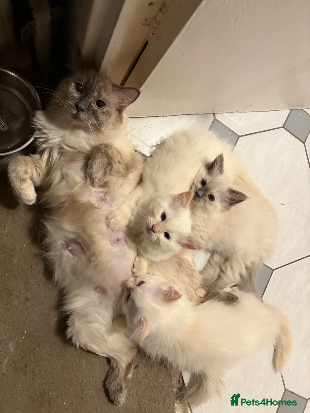 Ragdoll cats for sale: Rag doll kittens for sale  in Darlington - Advert 1