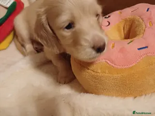 Miniature Dachshund dogs Miniature longhaired cream dachshund - Advert 5