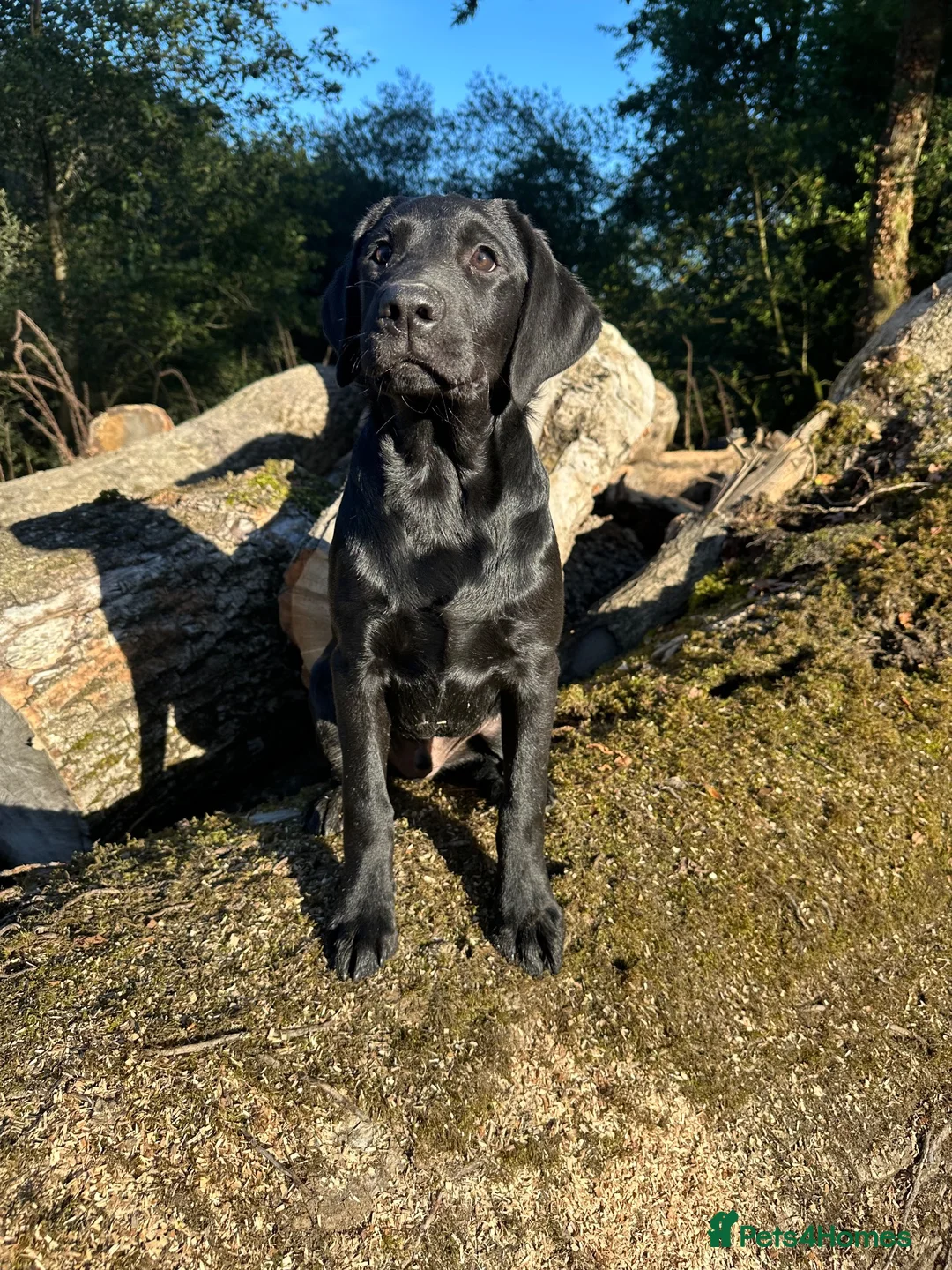 Labrador Retriever dogs for sale: Part Trainer Labradors - Pet/Assistance Dog/Gundog - Advert 2