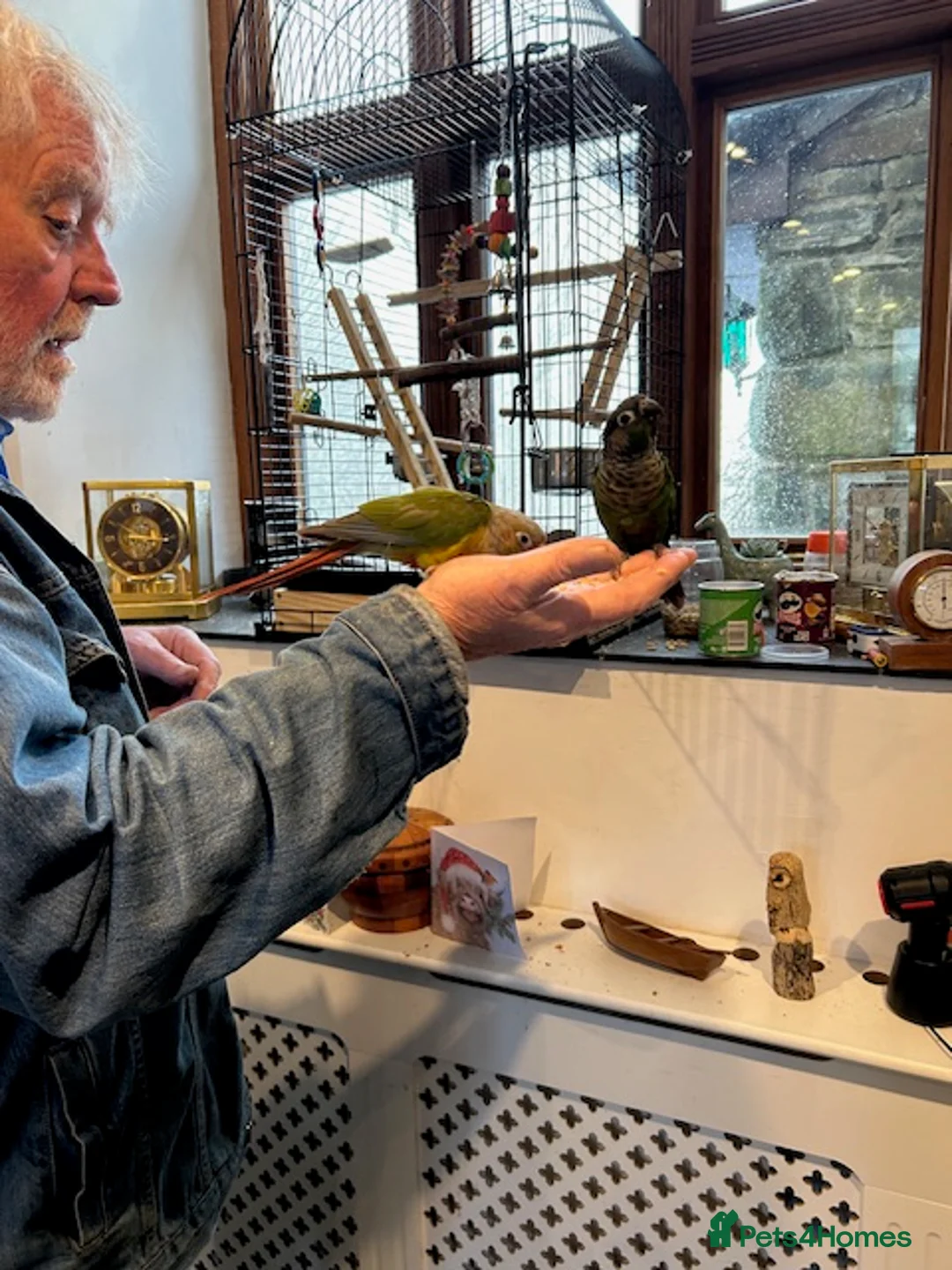 Conures birds for sale: Six month old Conures - Advert 2