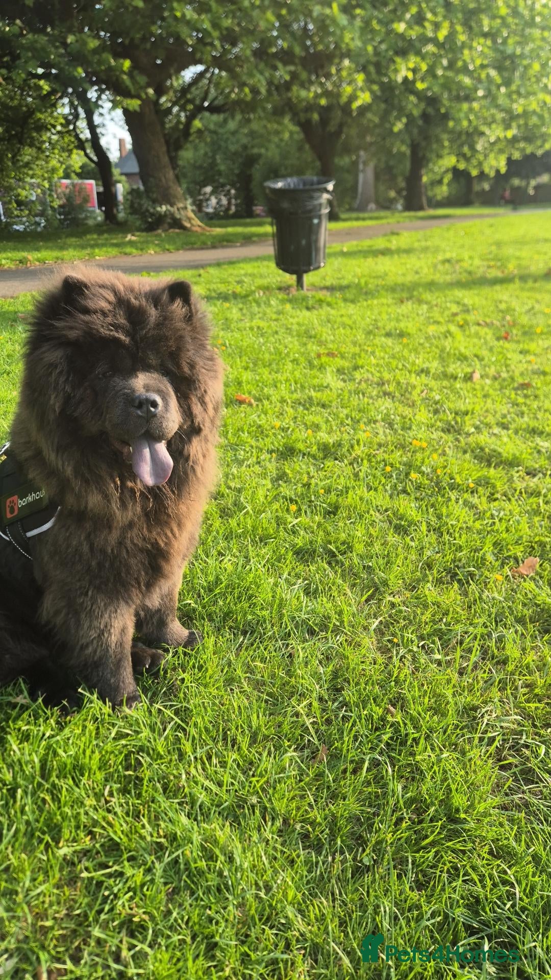 Chow Chow dogs KC Registered Chow Chow - Advert 1