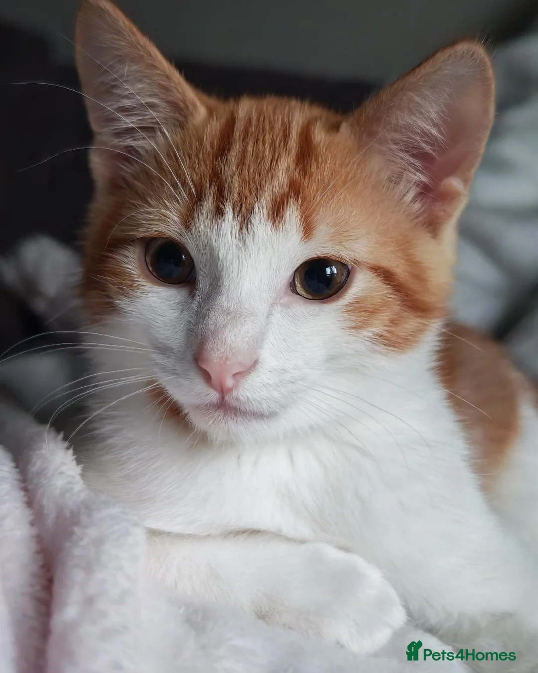 Mixed Breed cats for sale: Very friendly little girl  - Advert 1