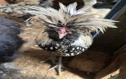 Chickens poultry for sale: Roosters, hens, quails and chicks for sale in London - Image 11