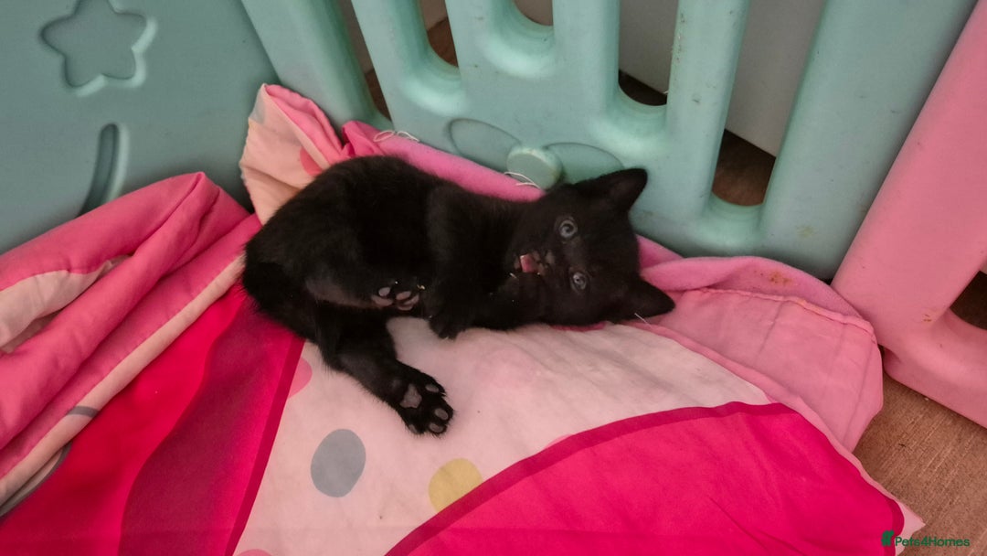 British Shorthair cats for sale: Beutiful British short hair cross kittens  - Advert 11