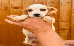 Cocker Spaniel dogs for sale: Beautiful litter of cocker spaniels - Image 1