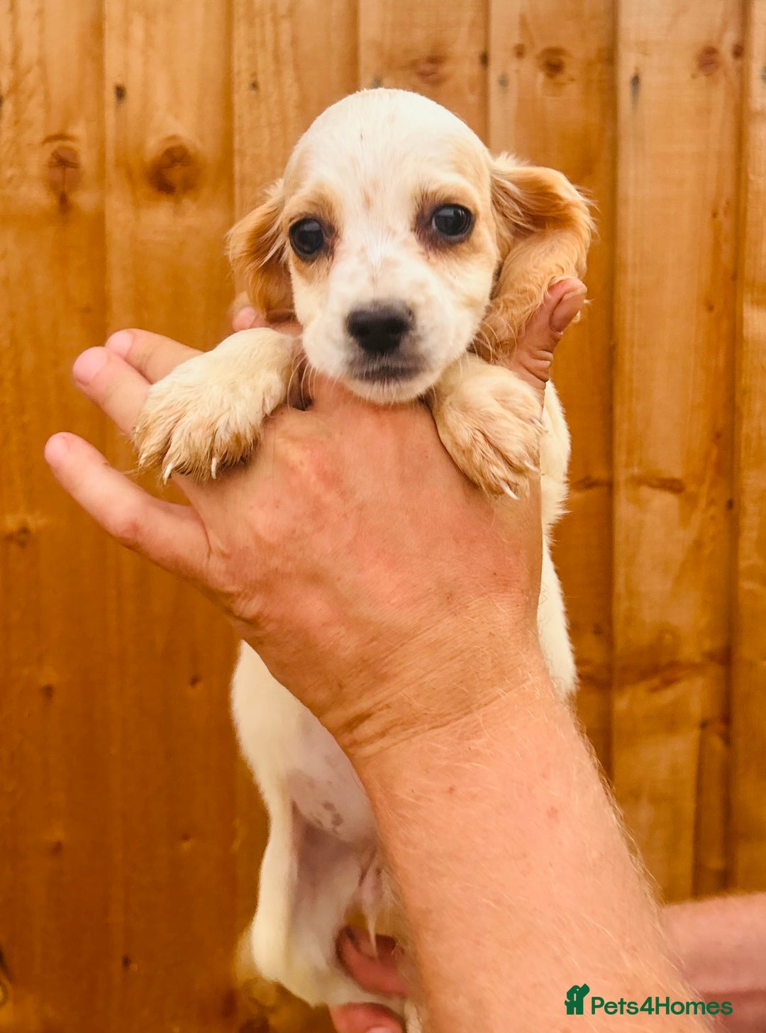 Cocker Spaniel dogs for sale: Beautiful litter of cocker spaniels - Image 1