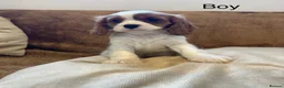 Cavalier King Charles Spaniel dogs for sale: Beautiful Cavalier King Charles Spaniel puppies - Advert 6