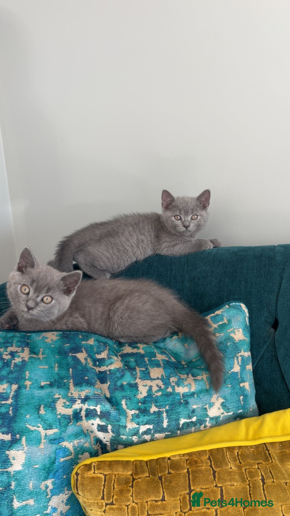 British Shorthair cats 2 Beautiful British Shorthair Kittens - Advert 1