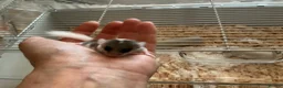 Mouse rodents for sale: Pied dormice ; grass striped mice  - Advert 6