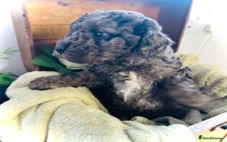 Cavapoochon dogs for sale: F1b Cavapoochon  - Image 34