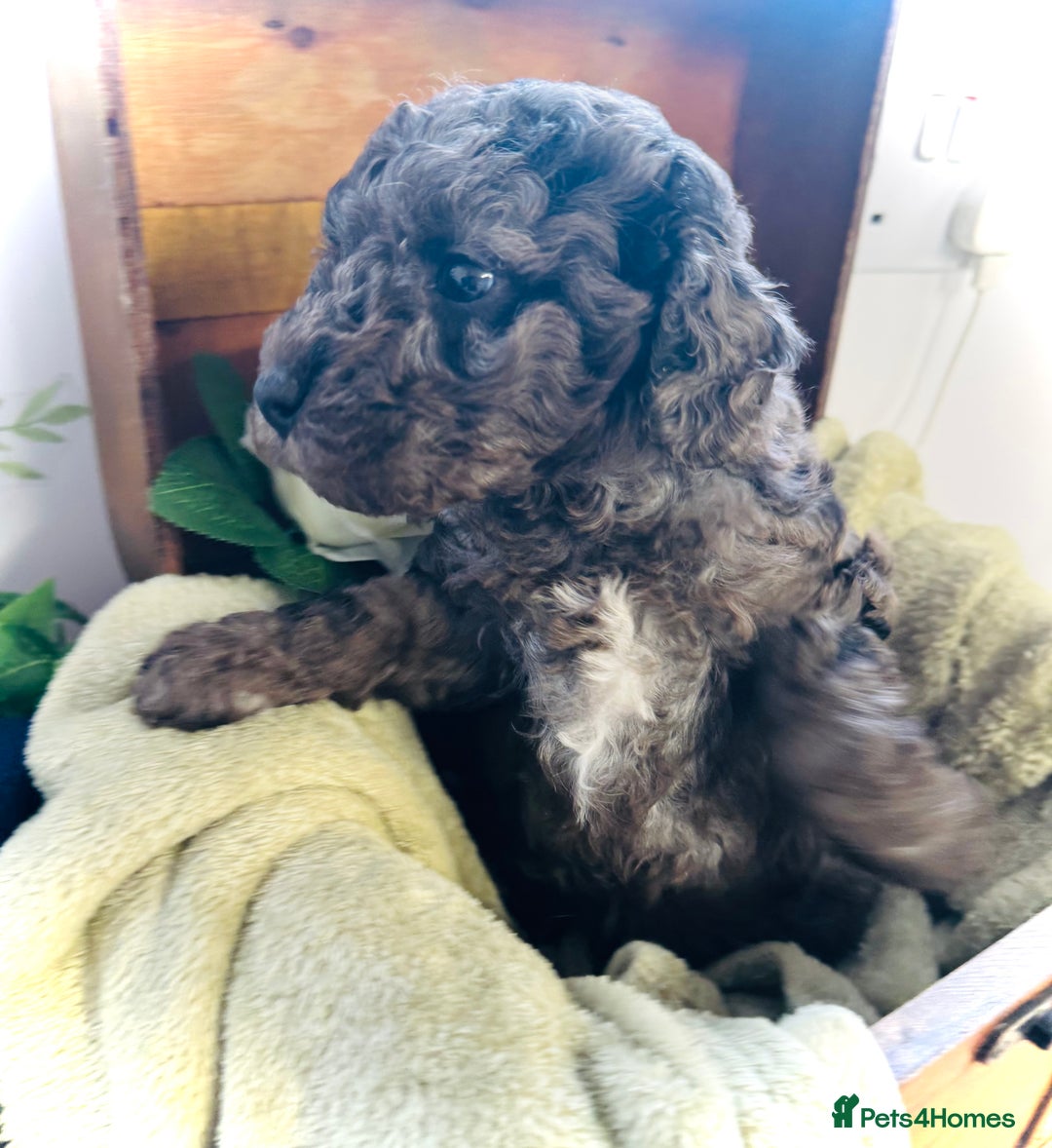 Cavapoochon dogs for sale: F1b Cavapoochon  - Image 34