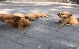 Cockapoo dogs for sale: F1 Cockapoo puppies  - Image 8
