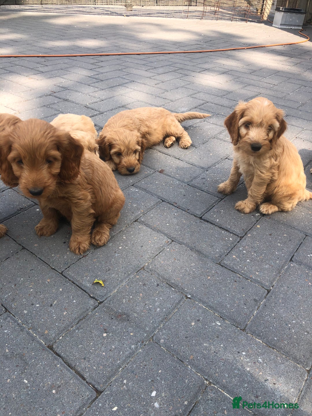 Cockapoo dogs for sale: F1 Cockapoo puppies  - Image 8