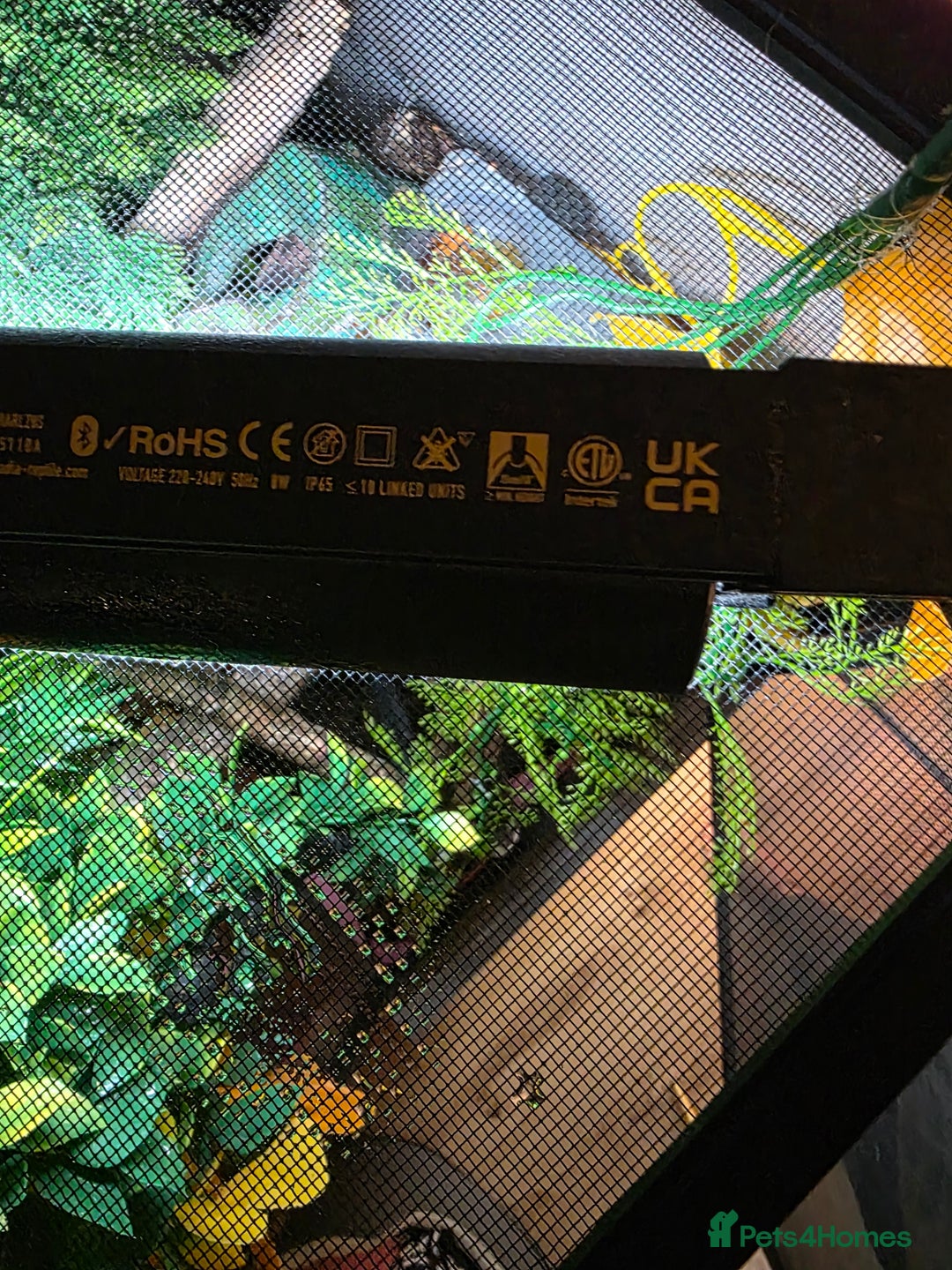 Chameleon reptiles for sale: Nosy B Chameleon  - Advert 16