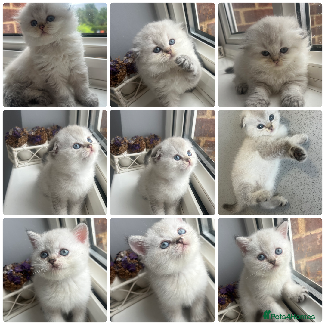 Scottish Fold cats for stud: Inter-champion SFLH straight male stud only  - Image 8