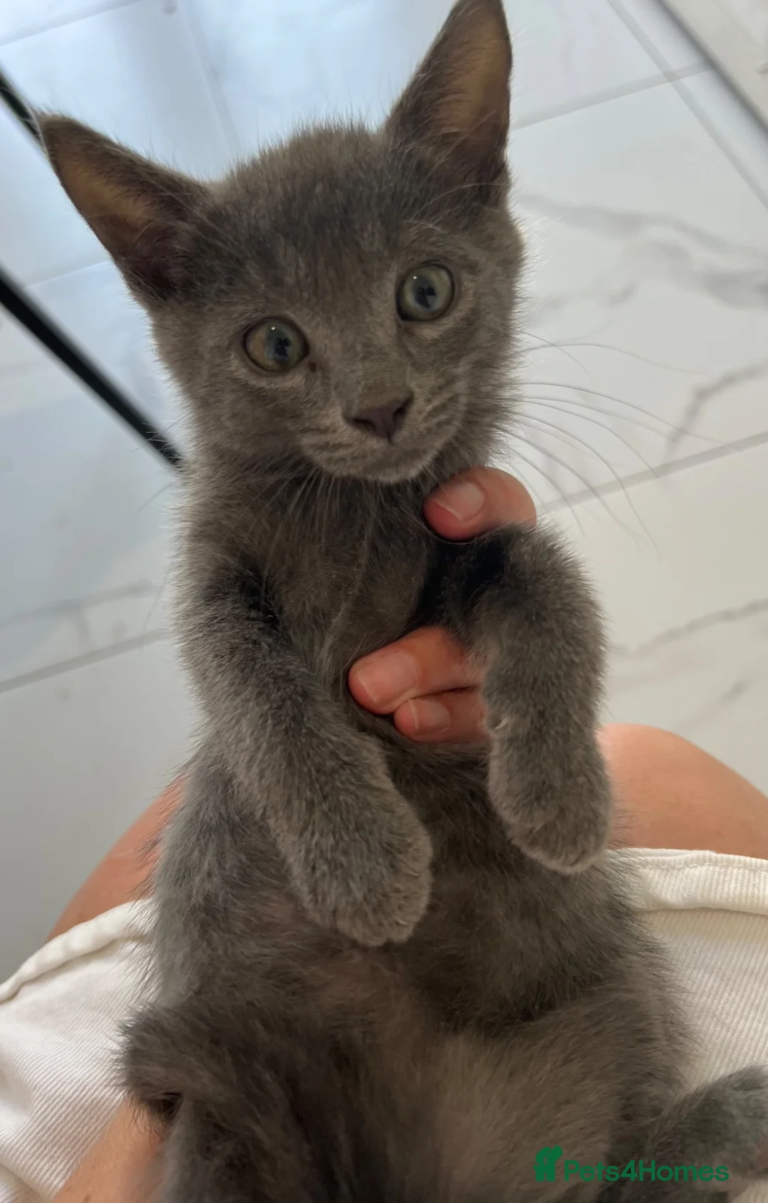 Russian Blue cats for sale: Stunning Russian Blue Kitten  - Advert 2