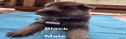 German Shepherd dogs for sale: Top blood line German Shpherd Puppies GSD KC REG in Stockport - Advert 25