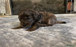 Cockapoo dogs for sale: 5 ⭐️ Cockapoo Puppies for 5 ⭐️ homes only - Image 23