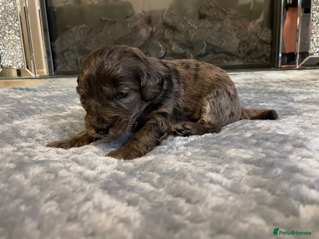 Cockapoo dogs for sale: 5 ⭐️ Cockapoo Puppies for 5 ⭐️ homes only - Image 23