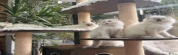 Ragdoll cats for sale: 🏆Sired by Imperial Grand Champion TICA REGISTERED - Advert 8