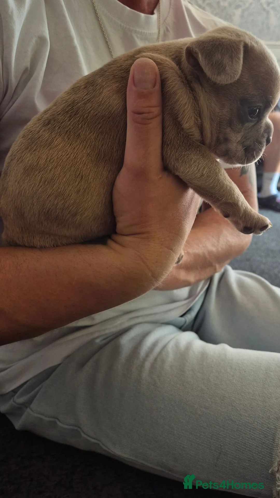 French Bulldog dogs for sale: French Bulldog Puppies - Advert 2