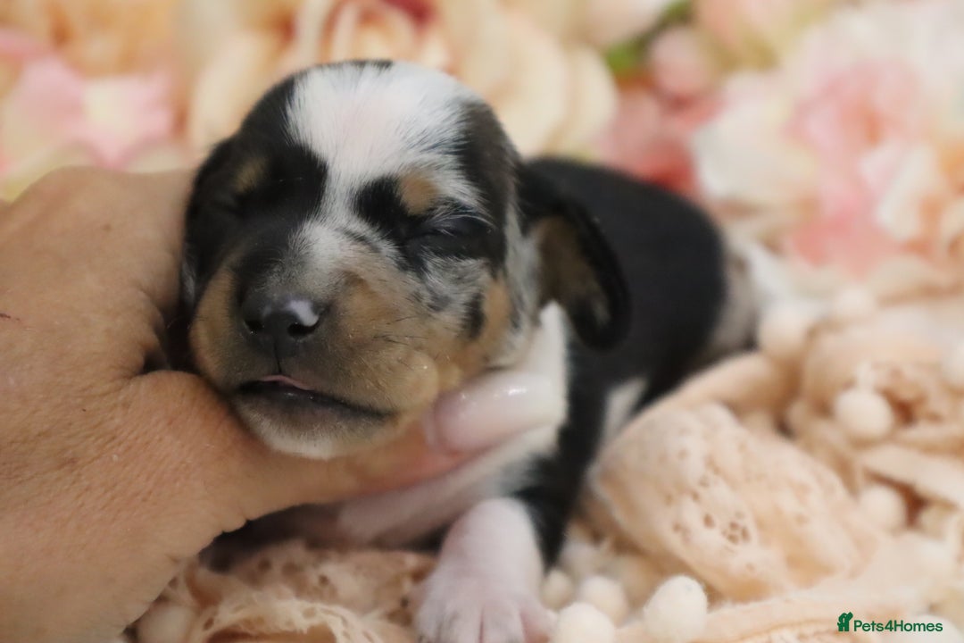 Miniature Dachshund dogs for sale: KC Miniature Dachshund Puppies - Image 9