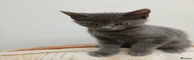 Mixed Breed Kitten 1
