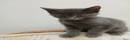 Mixed Breed cats for sale: British Blue mixed kittens - Advert 5