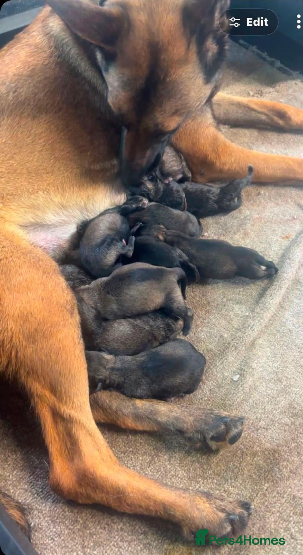 Belgian Shepherd Dog dogs 🔥🔥LAMPAK9 🇧🇪  Belgian Malinois 🔥🔥 - Advert 1