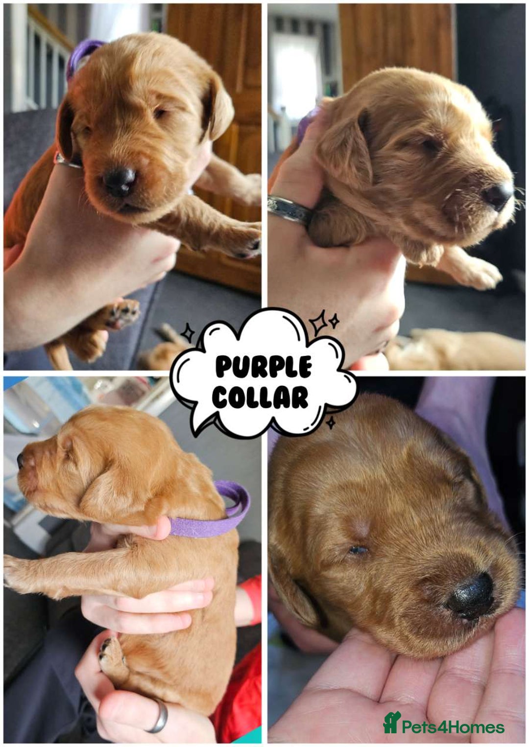 Labradoodle dogs for sale: Beautiful Labradoodle Puppies  - Image 15