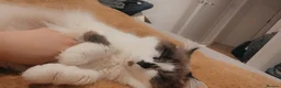Mixed Breed cats for sale: 🌟 Zuko 5-Year-Old Neutered Ragdoll × Colourpoint - Advert 2