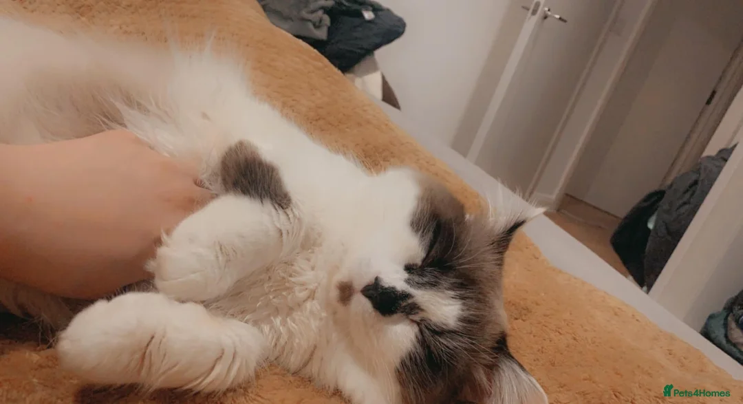 Mixed Breed cats for sale: 🌟 Zuko 5-Year-Old Neutered Ragdoll × Colourpoint - Advert 2