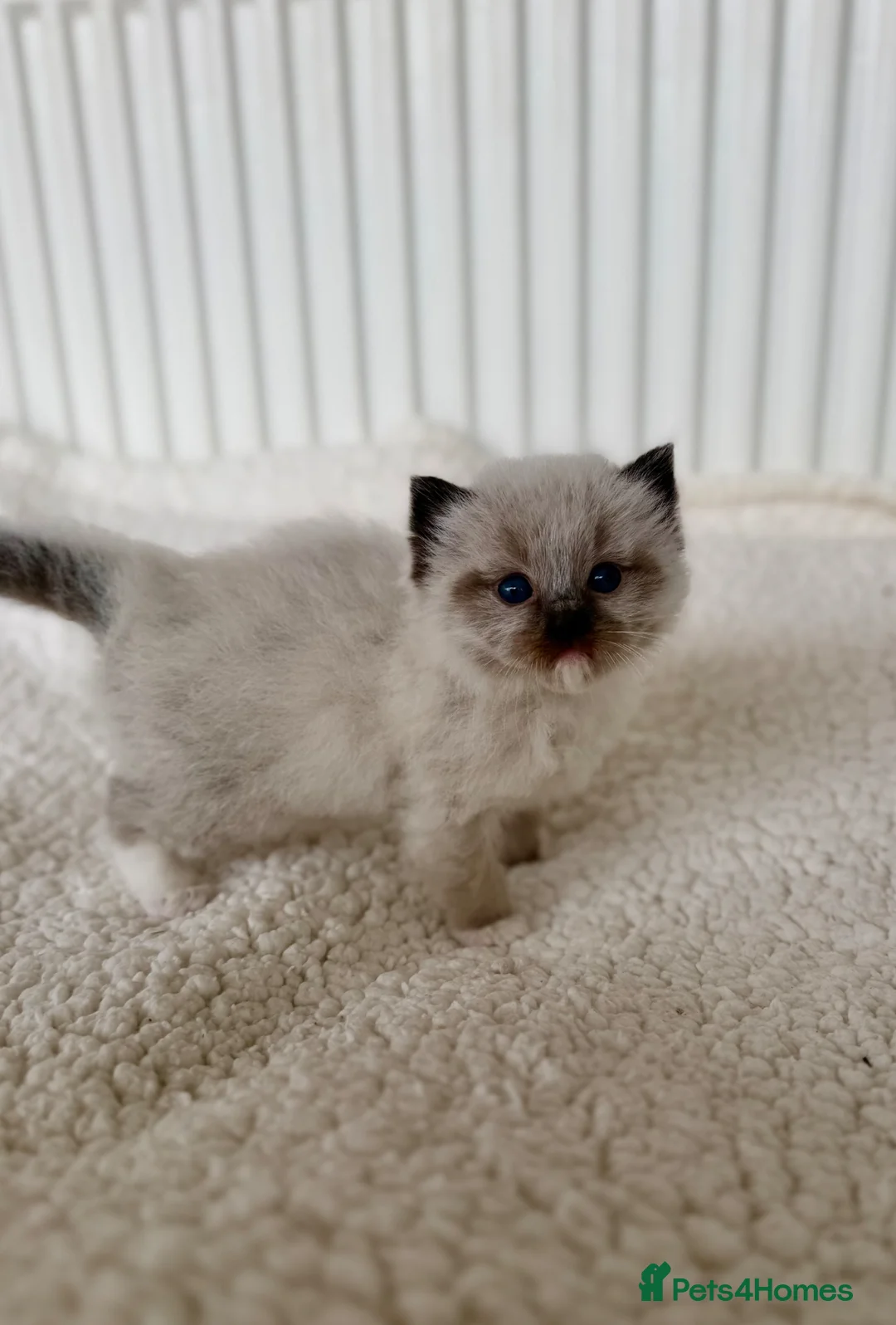 Ragdoll cats for sale: TICA registered ragdoll kittens - Advert 1