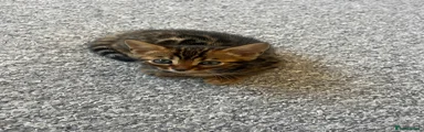 Bengal 1