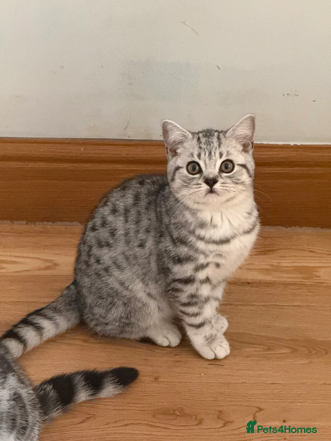 British Shorthair cats for sale: Top quality stunning British shorthair silvers - Advert 19