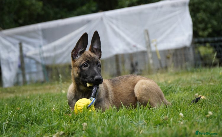 Belgian Shepherd Dog dogs - Advert 3