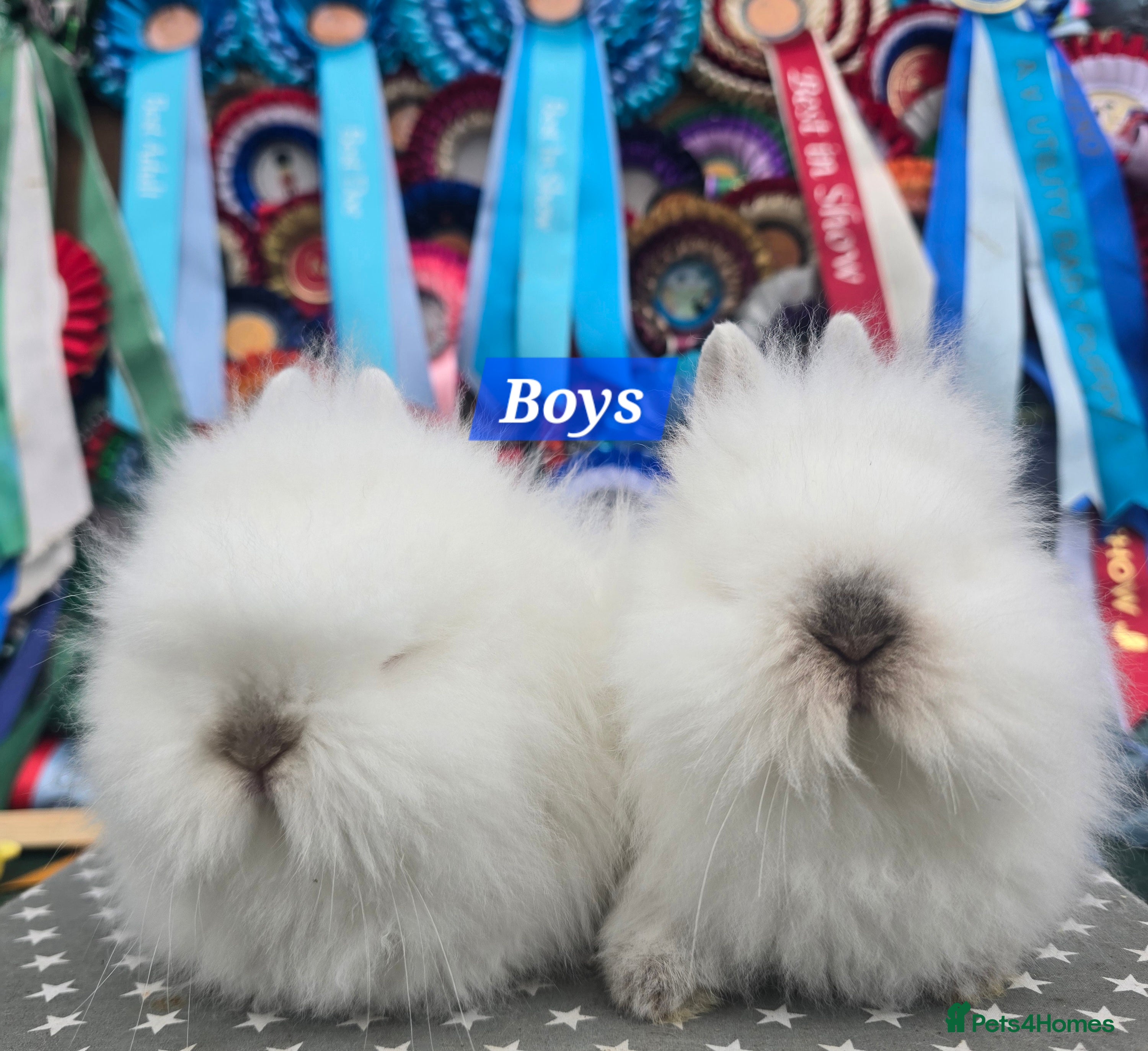 Lionhead rabbits Gorgeous Purebred Lionheads available  - Advert 8