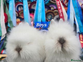 Lionhead rabbits Gorgeous Purebred Lionheads available - Advert 8