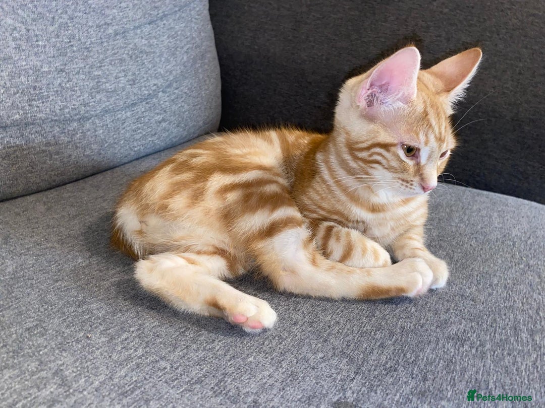 British Shorthair cats for sale: 7 Gorgeous ginger BSHxASH kittens to be rehomed - Image 4