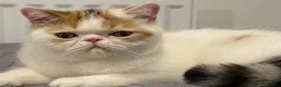 Exotic cats for sale: Gorgeous GCCF reg. kittens from Champions parents  - Advert 30