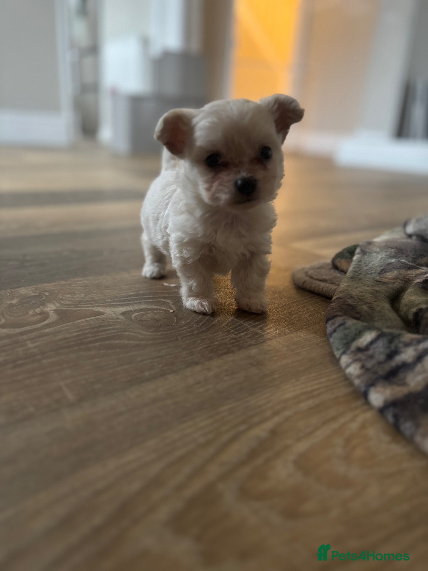 Mixed Breed dogs Bichon frise x chihuahua  - Advert 4