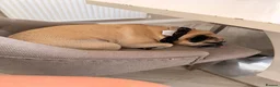 Frug dogs for sale: Loving frug  - Advert 3